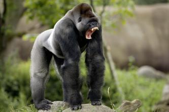 rabbia scimpanze